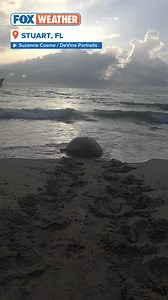 2.5M views · 54K reactions | TURTLE RESCUE: A photographer came upon a startling sight on Wednesday, when she discovered a 300-pound loggerhead turtle wedged between rocks on a southeast Florida beach. https://www.foxweather.com/earth-space/florida-beach-300-pound-turtle-stuck-rocks-freed | FOX Weather | Facebook