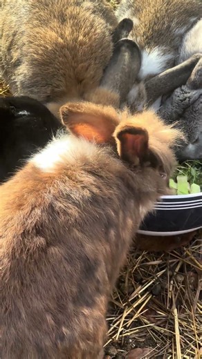 Soft Bunny Nose Boop – Heart-Melting Moment 🐰💕