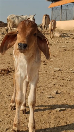 cute cow and calf 😘 #cow #gircow #calves