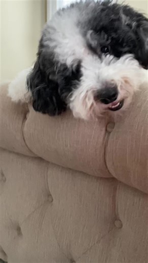 Mini_Doodle_Buster on TikTok