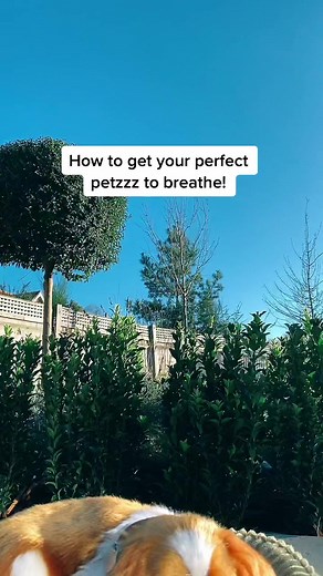 Perfect Petzzz Breathing Guide: Easy Steps to Ensure Lifelike Movements