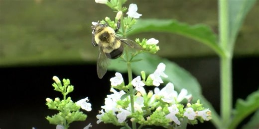 What to know to prepare for spring allergy season