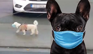 Watch: Good boy! - Dublin dog steals nation's heart after spotted walking with face mask on - Extra.ie