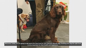 Best Food for Your German Spaniel: A Complete Guide