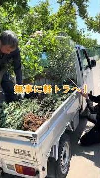 Let's plant maple trees!