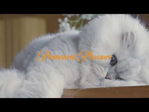 Permanent Pleasure | A Film by Joywave (Official Trailer)