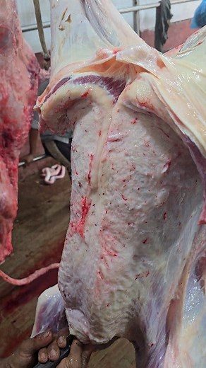 59K views · 413 reactions | Wow Beautiful Cow Meat Cutting Skills #trending #shorts #beef #meat #everyone #usa #viralreels #usatoday #everyone #usareels | Meat Cutting &Fish 2 | Facebook