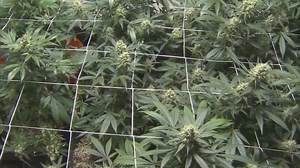 Medical marijuana reclassification gives Texas native Alexis new hope after decade seizure-free