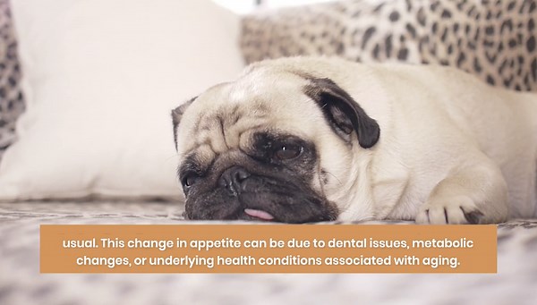 10 Signs Your Dog Might Be Aging Faster Than You Think