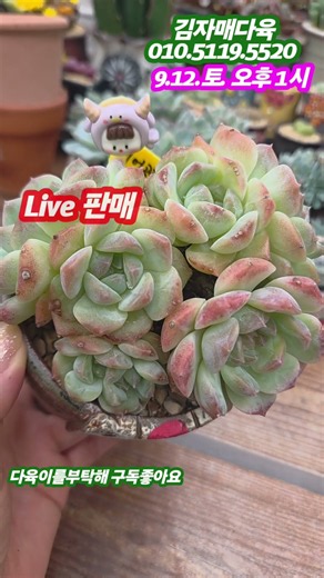 김자매의 수입다육이가 이렇게 예뻐졌어요 ~ #다육이