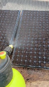 #tomato | Henry The Tomato Farmer