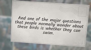 Can Turkeys Swim? Or Will They Drown?