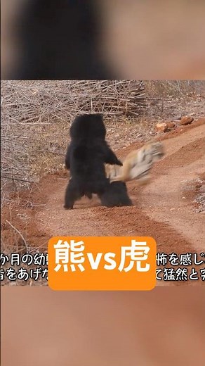 Bear vs. Tiger: Battle of the Fierce Beasts by Animal Animation Company