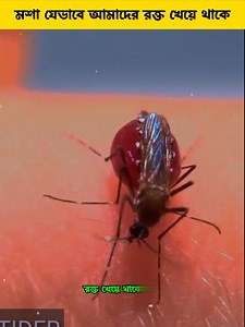 How mosquitoes feed on our Blood #reels #reelsvideo #shorts #facts | জানা অজানা