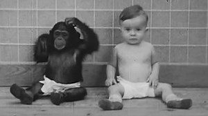 Family forced nine-month-old son to grow up with chimpanzee in 'disturbing' experiment that had tragic ending