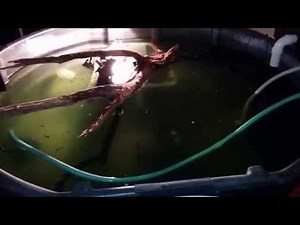 HOW TO: CHEAP DIY Turtle Filter