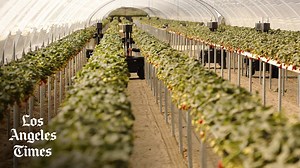 3.2K views · 77 reactions | Climate change, new regulations, drought: It's getting harder to grow strawberries in California. One robotics startup is betting on a revolutionary change. | Los Angeles Times | Facebook