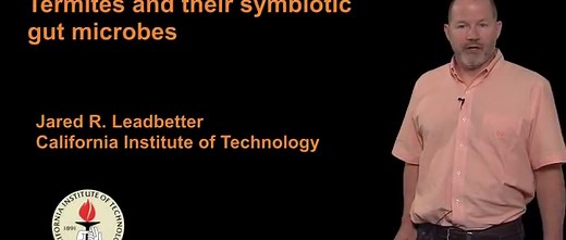 The Termite Gut and its Symbiotic Microbes