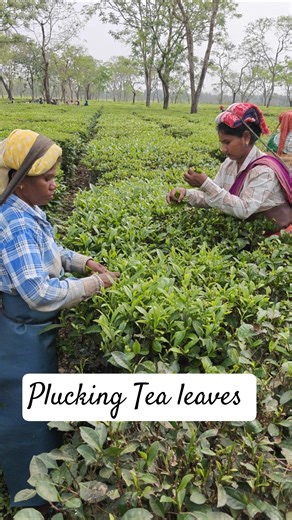 Plucking Tea leaves 🌱💚 #teagarden #teabush #farming #teatree #teaplant #monkey #tea #nature