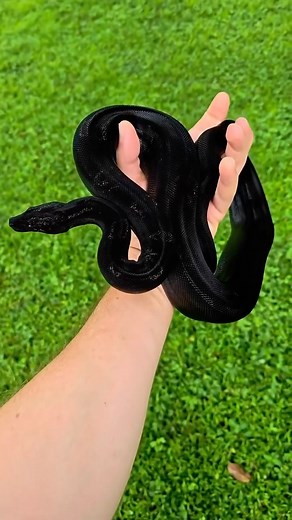 2.9K views · 7.8K reactions | Holy smokes! 勞 @official_snake_boi shows off a phenomenal looking IMG boa!  TRR is made possible by @palmstreetapp #imgboaconstrictor #boaconstrictor #boamorph #boa #snake #reptile #reptilepets #reptilefanatics #reptilekeeper #herpetology #herpetoculture #thereptilereport #thereptilereportofficial | The Reptile Report | Facebook