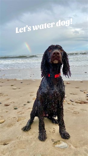 Let’s water dog! #harrytheirishwaterspaniel #irishwaterspaniel #dogsoftiktok #beachlife