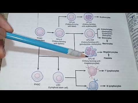 Hematopoiesis-blood cell formation-genesis of blood