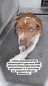 Please help with something donate to save | Give a hand