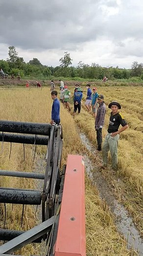 Rice Harvesting Techniques in Vietnamese Fields