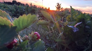 Strawberry season underway in Northeast Wisconsin