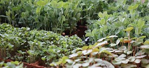 Mikrozelenje - Sveži zimski pridelek iz okenske police