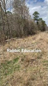 Beagles Jump a Rabbit 🐇 Snoopy Hits the Log! | Rabbit Training Day