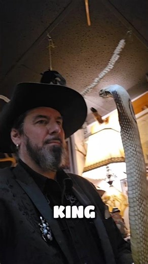 While in town for the Seattle premiere of The @demonatrixmovie I stopped into @mudlarkoddities