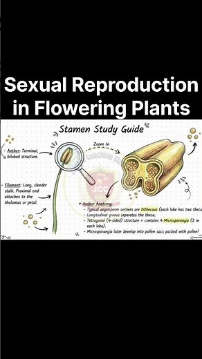 Sexual Reproduction in Flowering Plants #biologyrevision #neet #biologyoneshot #shortsfeed