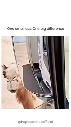 ..... on Instagram: "trust the process The Boy Who Harnessed the Wind (2019), directed by Chiwetel Ejiofor, tells the inspiring true story of William Kamkwamba, a Malawian boy who uses his ingenuity to save his village from famine. After being forced to leave school due to his family’s financial struggles, William educates himself using library books and devises a plan to build a wind turbine from scrap materials. His invention brings much-needed irrigation to the drought-stricken land, showcasi