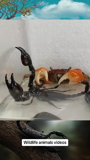 #wildanimals #animals #scorpion #wildlifeanimals