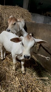 5.7K views · 286 reactions | Punganur- smallest cow Breed of India | Dairy Agri Consultant | Facebook