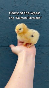 Salmon Faverolles are my favorite winter layers! They are fluffy, docile, and love to stay near the coop! They are great layers in the cold weather, and they have the unique extra toe! We will be adding many more to our flock! #homestead #pnw #farm #chickens #garden | Hens and Honeybees