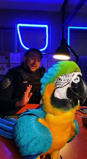 Le perroquet qui parle trop surtout devant la police