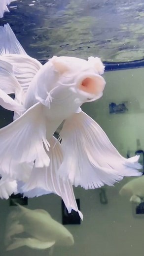 Beautiful Fish Compilation Videos from TikTok