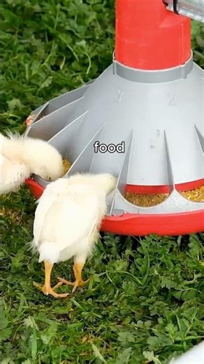 This Genius Mobile Chicken Farm Will Shock You!!!! 🤩