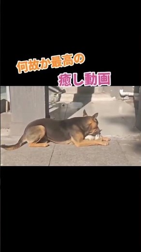 このシーンはSNSなどで「犬が猫と仲良く遊んでいる様子」として共有されており、異種間での友情を感じさせる心温まる光景として注目されています。
