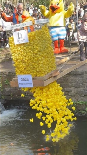 The ducks are a go at Endcliffe Park #FopvDuckRace #endcliffePark