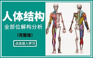 码住这套人体结构教学，别再干啃伯里曼啦