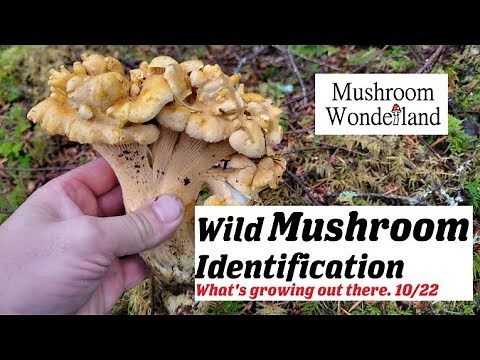 Wild Mushroom Identification- What's growing!? , October 2022