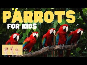 ASL Parrots for Kids