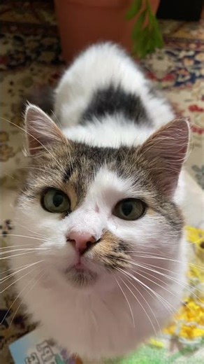 Здоров Бандити на зв'язку ціна бандит