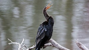 What 'devil bird' sightings in New York tell us about migration and climate change