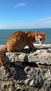 Red tabby kitty on the beach, vertical video.
