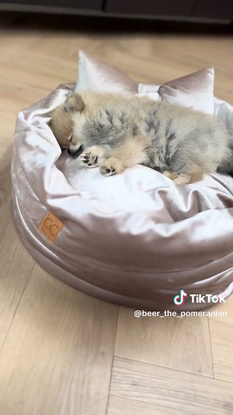 Pomeranian Puppies: Adorable Moments to Cherish