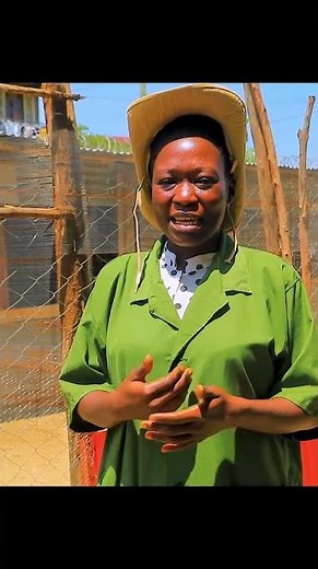 Sustainable guinea fowl farminng